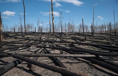 МФО Лісвідновлення: Заради одного звіту ОВД вирубується 5-7 гектарів здорового лісу | INFBusiness