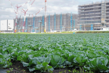 Капустяні поля біля Тайванської фабрики напівпровідників у Кікуйо /Getty Images