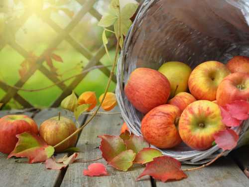 Свіжі, печені чи сушені: які яблука найбільш корисні для здоров'я | INFBusiness