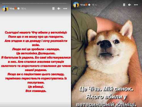 Собака Даші Астаф'євої Чічіко помер через халатність лікарів | INFBusiness