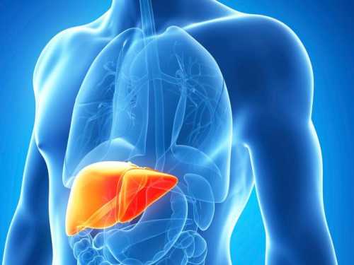 5 ранніх ознак, що ваша печінка набухла і сповнена токсинів | INFBusiness