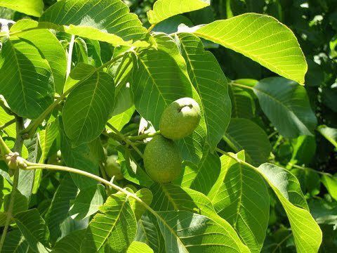 Зелені волоськи горіхи є у кожного в саду, але про їх цілющі властивості мало хто знає | INFBusiness