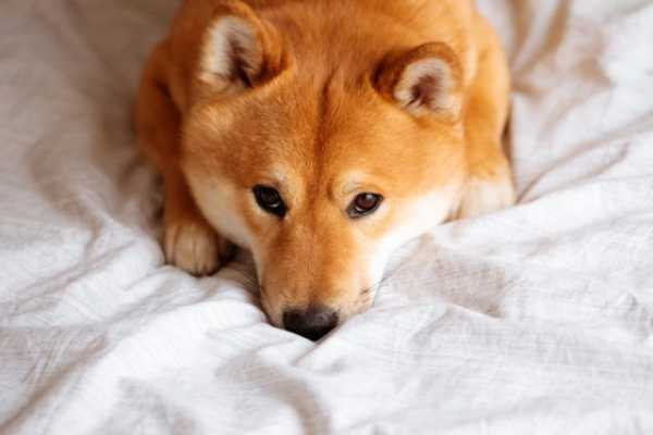 Shiba Inu обзаведется собственным доменным именем | INFBusiness