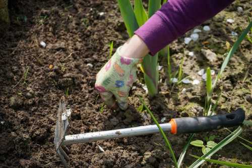 Яким чином роботи у саду та городі впливають на здоров'я людей | INFBusiness