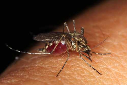 Як прибрати укус комара за 20 секунд повністю | INFBusiness