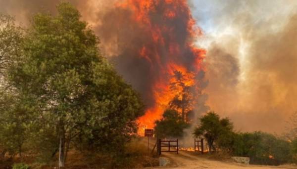 У Чилі затримали підозрюваних у підпалі лісу, через який загинули понад 100 людей | INFBusiness