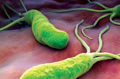 Ось як позбутися від Helicobacter pylori, що викликають печію, виразку та здуття живота | INFBusiness