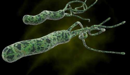 Ось як позбутися від Helicobacter pylori, що викликають печію, виразку та здуття живота | INFBusiness