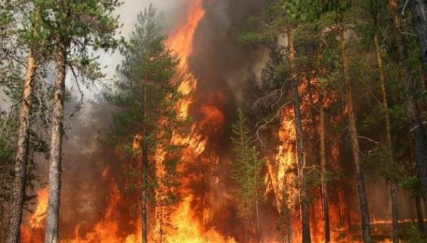 У РФ зафіксована рекордна за останні чотири роки площа лісових пожеж | INFBusiness