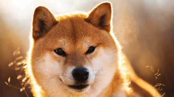 Команда Shiba Inu представила бета-версию игры Shiba Eternity | INFBusiness