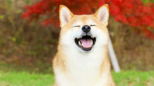 Разработчики Shiba Inu объявили о запуске ДАО | INFBusiness