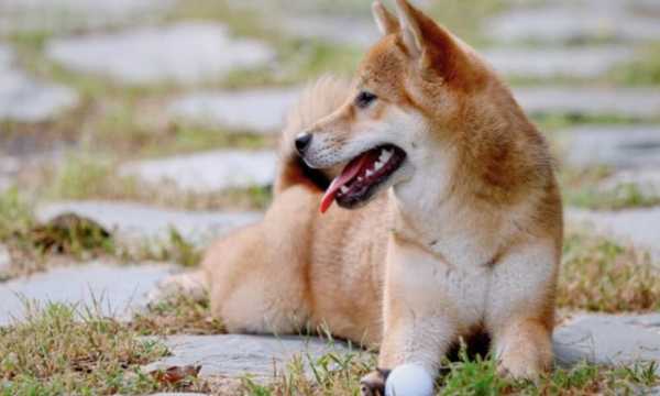 Разработчики Shiba Inu запустят новый токен Shifu | INFBusiness