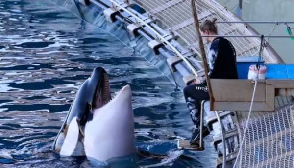 У Франції закрили легендарний морський парк Marineland | INFBusiness