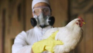 У США зафіксували першу смерть від пташиного грипу H5N1 | INFBusiness