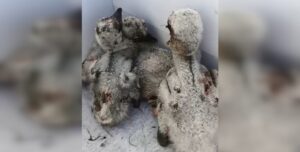 Прикриваючи своїх пташенят: російський удар по Києву забрав життя лелеки, який постраждав від вибуху (відео) | INFBusiness