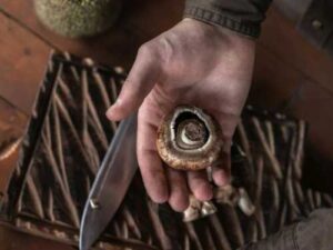 Альтернатива сонцю: 6 продуктів з високим вмістом вітаміну D | INFBusiness