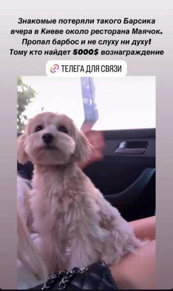 У Києві розбили Bentley Bentayga вартістю 17 мільйонів: власником виявився друг Шуфрича, — ЗМІ (фото) | INFBusiness