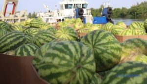Україна цього року імпортувала 7,26 тис. тонн кавунів | INFBusiness