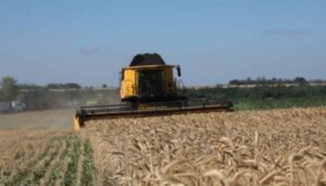 Українська зернова асоціація прогнозує збільшення врожаю та експорту в новому сезоні | INFBusiness