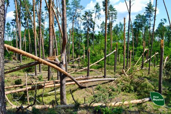 В Україні з початку року штормами пошкоджено 3000 гектарів лісів. | INFBusiness