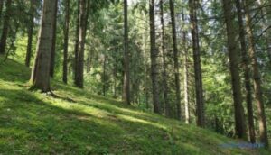 «Ліси України» перетворюються на акціонерне товариство | INFBusiness