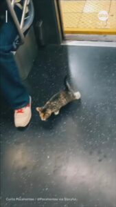 Відео Безпритульне кошеня приєдналося до щурячих перегонів у нью-йоркському метро | INFBusiness