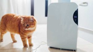 Чи допомагають осушувачі повітря при алергії? | INFBusiness