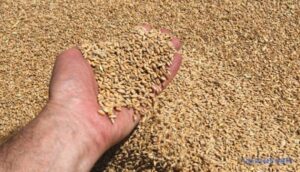 Заступнику російського міністра агрополітики інкримінують розкрадання зерна з тимчасово окупованих територій України. | INFBusiness