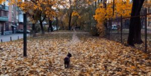 Тепле повернення в Україну: коли очікувати до +17 — прогноз на кінець тижня | INFBusiness