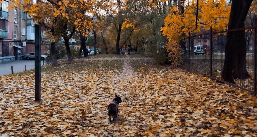 Тепле повернення в Україну: коли очікувати до +17 — прогноз на кінець тижня