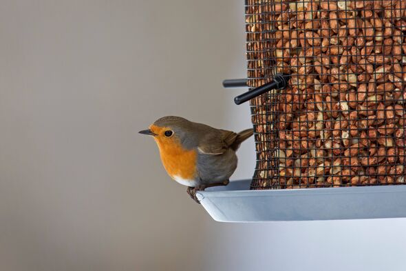 Багато хто вважає, що птахи є чітким посланням з іншого боку, і один астролог висловився щодо значення спостереження за малинівками, зокрема, після смерті. Поділитися статтею Поділитися статтею Facebook X LinkedIn Reddit Bluesky Email Копіювати посилання Посилання скопійовано Додати в закладки Коментарі Дії, які потрібно вжити, якщо ви побачили малинівку після чиєїсь смерті | INFBusiness