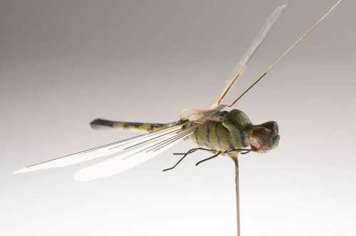 Роботи-голуби та комарі-шпигуни: дрони нового покоління вже служать в армії | INFBusiness