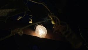 У багатьох регіонах вводять екстрені знеструмлення. | INFBusiness