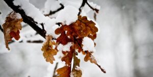 У Києві погода: поблизу столиці, у Вишгороді, перший снігопад. | INFBusiness