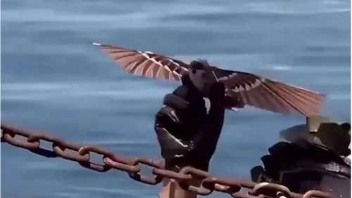 Роботи-голуби та комарі-шпигуни: дрони нового покоління вже служать в армії | INFBusiness