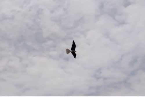 Роботи-голуби та комарі-шпигуни: дрони нового покоління вже служать в армії | INFBusiness