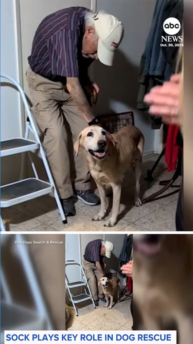 Відео Власник собаки використовує смердючі шкарпетки, щоб заманити загубленого улюбленця додому