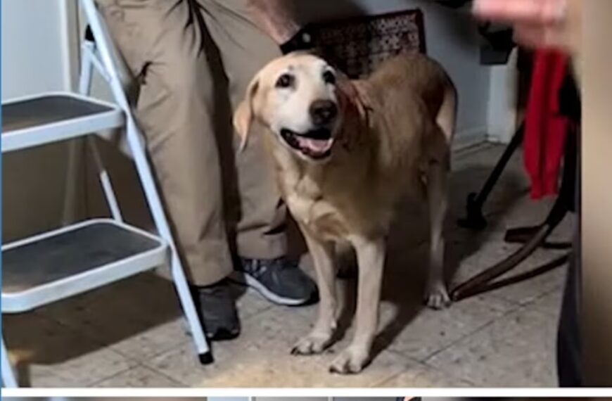 Ласкаво просимо на новостний портал "Бомба новини" – ваш надійний джерело сенсацій, резонансних подій та важливих новин як в Україні, так і за її межами. Ми пропонуємо найсвіжіші та найактуальніші матеріали в різноманітних рубриках, щоб ви завжди були в курсі найважливіших подій у світі. Відео Власник собаки використовує смердючі шкарпетки, щоб заманити загубленого улюбленця додому