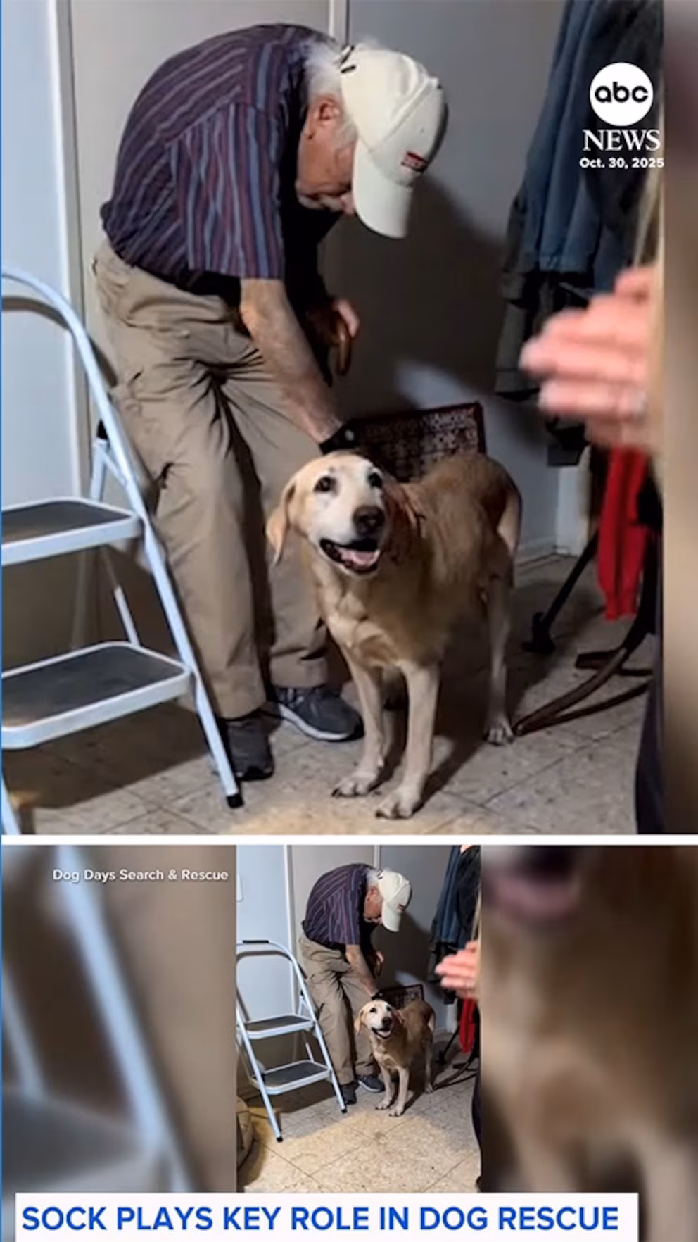 Відео Власник собаки використовує смердючі шкарпетки, щоб заманити загубленого улюбленця додому | INFBusiness