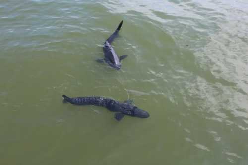 Роботи-голуби та комарі-шпигуни: дрони нового покоління вже служать в армії | INFBusiness