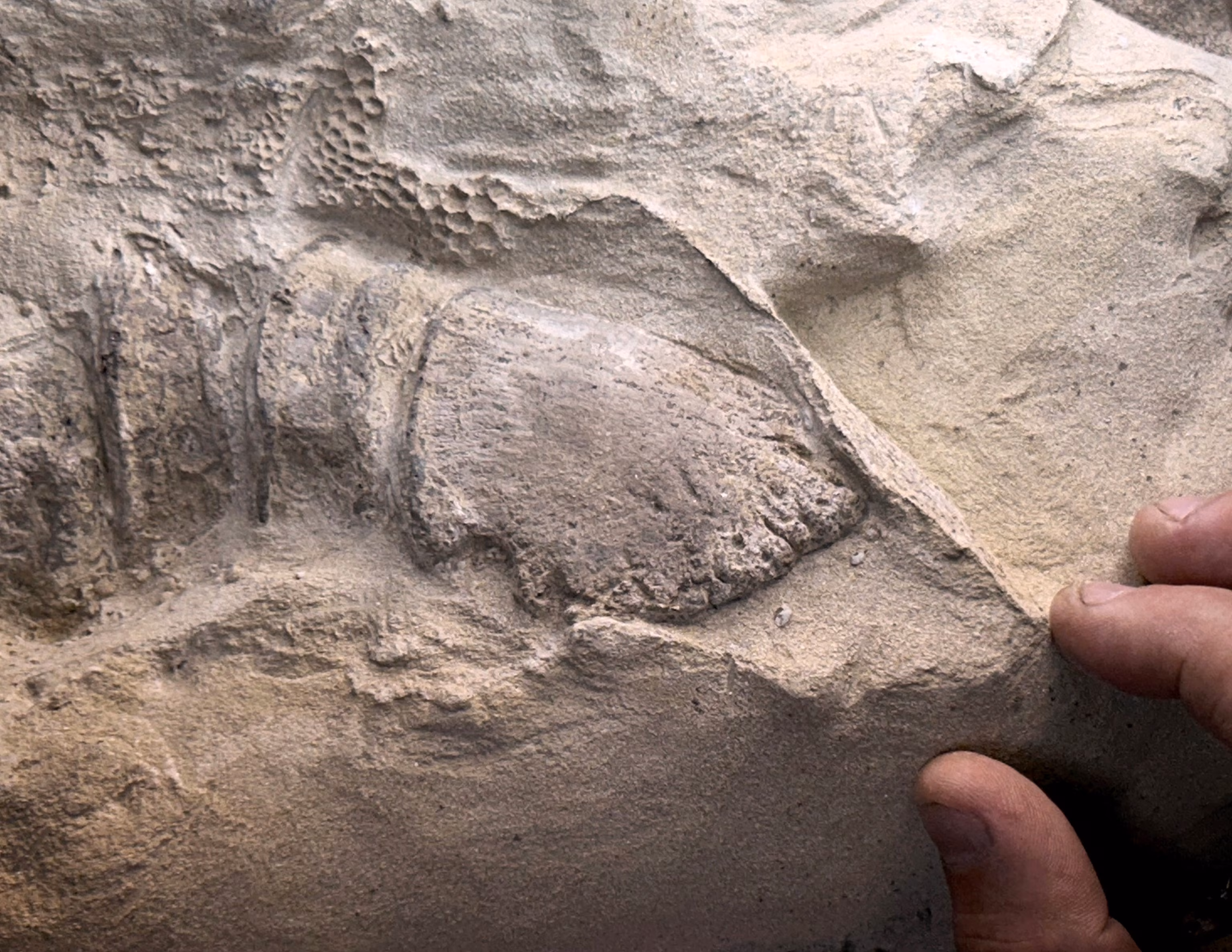 2:19 Стокове фото Edmontosaurus annectens. Роман Гарсія Мора/stocktrek Imag/Getty Images «Приголомшливо збережені» мумії динозаврів, знайдені у Вайомінгу, мають шкіру та копита | INFBusiness