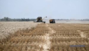 Збір пшениці, ячменю та ріпаку в Україні завершено. | INFBusiness