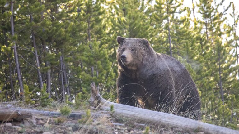 У канадській провінції Британська Колумбія зафіксовано напад ведмедя грізлі.