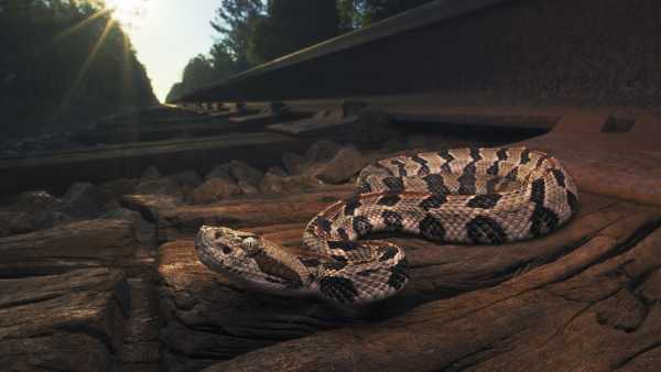 Крупний план самотнього зірчастого кліща, найчастішого розповсюджувача альфа-гал синдрому в США (Зображення: Kasey Decker via Getty Images) Чоловік з Нью-Джерсі помер від алергії на м'ясо, спричиненої укусом кліща | INFBusiness