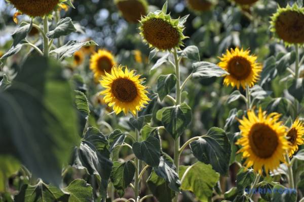 Збір врожаю 2025: не менший, ніж минулого року | INFBusiness