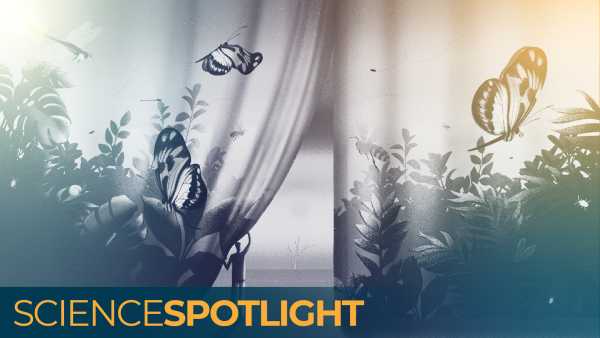 Чи рівень ожиріння в Америці зупинився на стагнації? | INFBusiness