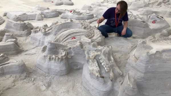 Зменшення крони дерев у школах Каліфорнії може наразити дітей на ризик сильної спеки | INFBusiness