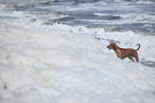 Наказ Верховного суду Індії спрямований на вирішення проблеми безпритульних собак. Спостерігачі кажуть, що здебільшого це гавкіт. | INFBusiness