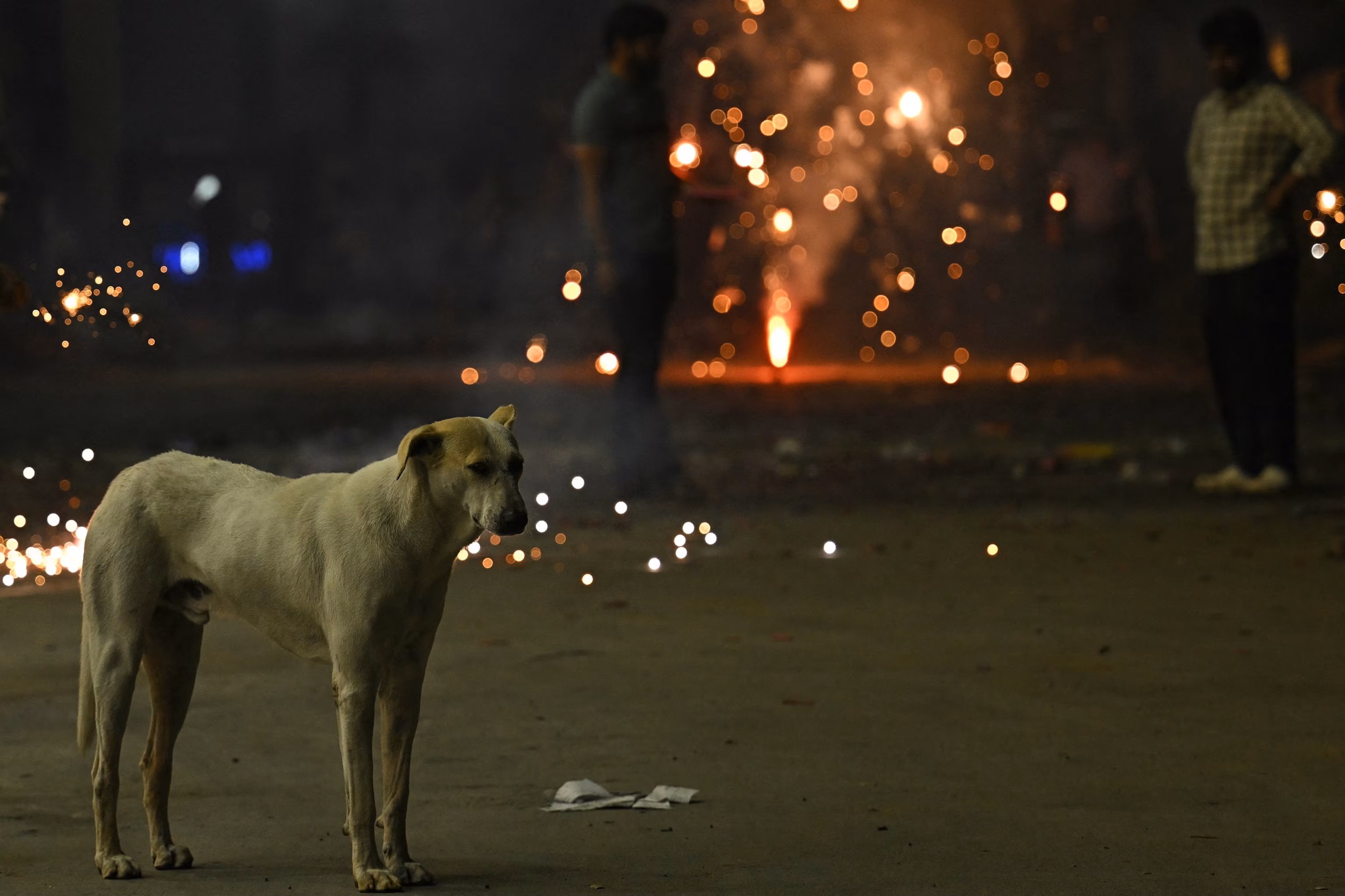 Наказ Верховного суду Індії спрямований на вирішення проблеми безпритульних собак. Спостерігачі кажуть, що здебільшого це гавкіт. | INFBusiness