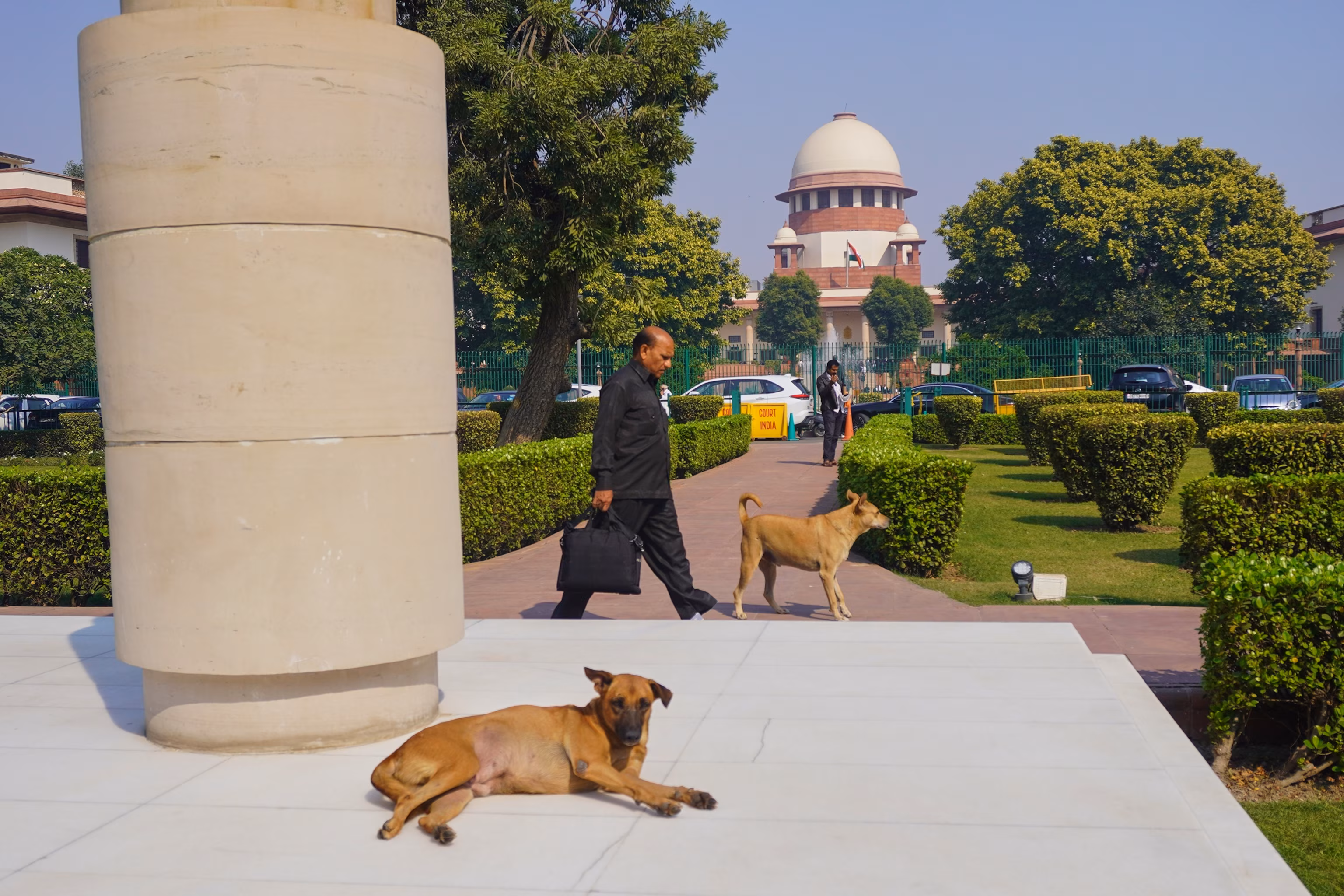 Наказ Верховного суду Індії спрямований на вирішення проблеми безпритульних собак. Спостерігачі кажуть, що здебільшого це гавкіт. | INFBusiness